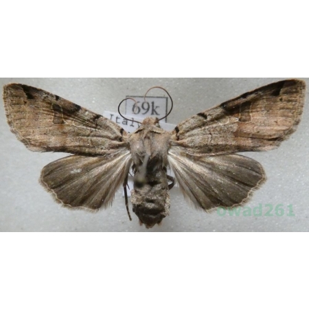 Agrochola meridionalis (Staudinger, 1871) Italy69k